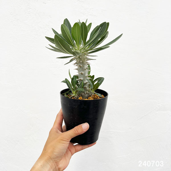 園芸ネット本店｜パキポディウム：ロスラーツム （実生株） 4号鉢植え