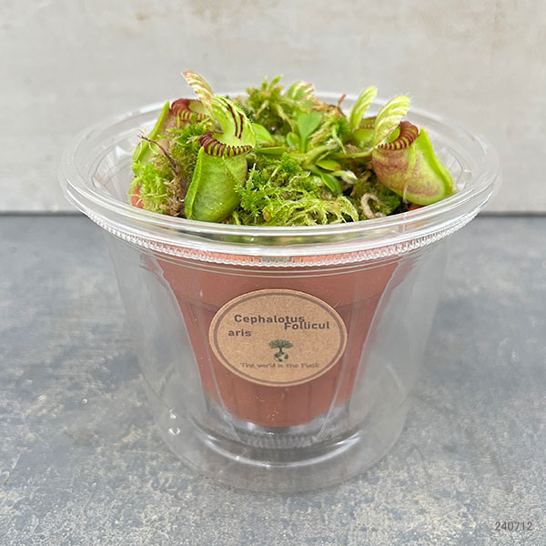 園芸ネット本店｜セファロタス：フォリキュラリス ハマース ジャンボ 3