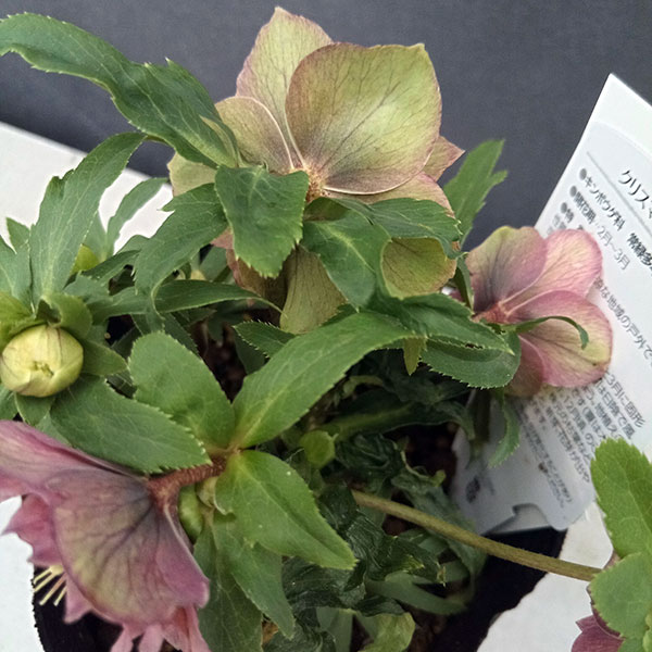 園芸ネット本店｜曽田園芸さんのクリスマスローズ：24-10小輪多花系／4