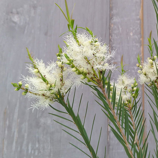 園芸ネット本店｜メラレウカ：スノーインサマー5号鉢植え の通販【公式】