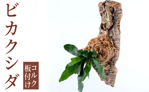 i620 ビカクシダ板付け(コルク)オシャレな観葉植物コウモリラン！ シダ