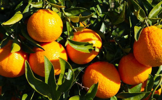 濃厚】有田産不知火約4kg（M～3Lサイズ混合） ※2026年2月中旬～2026年3