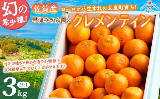 L-29x1 早津みかん園のクレメンティン 3kg 【2026年1月下旬～2月下旬