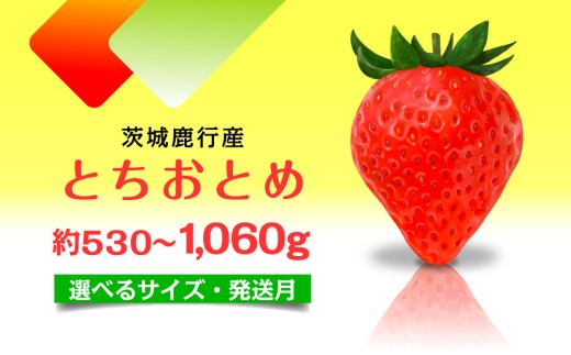 とちおとめ いちご 茨城県産 530g～1.06kg 【選べるサイズ】【1月～4月