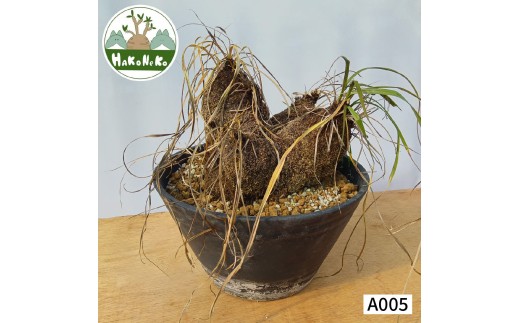 サルコカウロン・ムルチフィズム (発根管理済) A005｜観葉植物