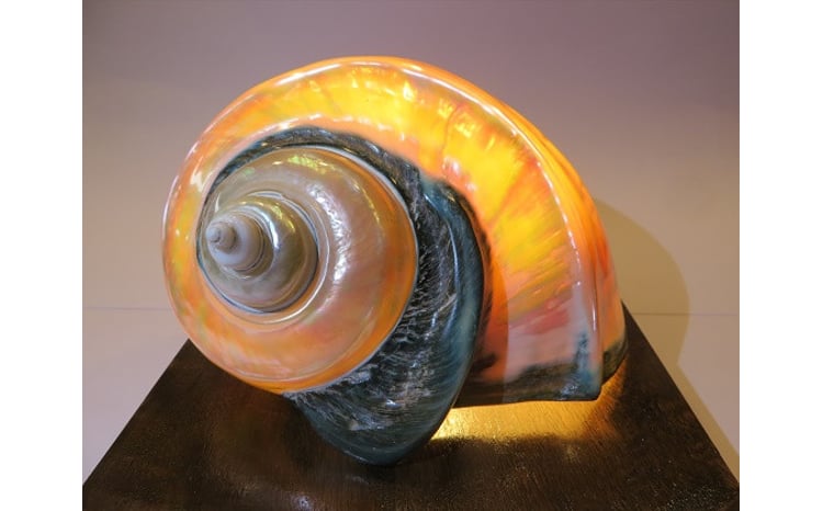 夜光貝ランプ - 鹿児島県喜界町｜ふるさとチョイス - ふるさと納税サイト