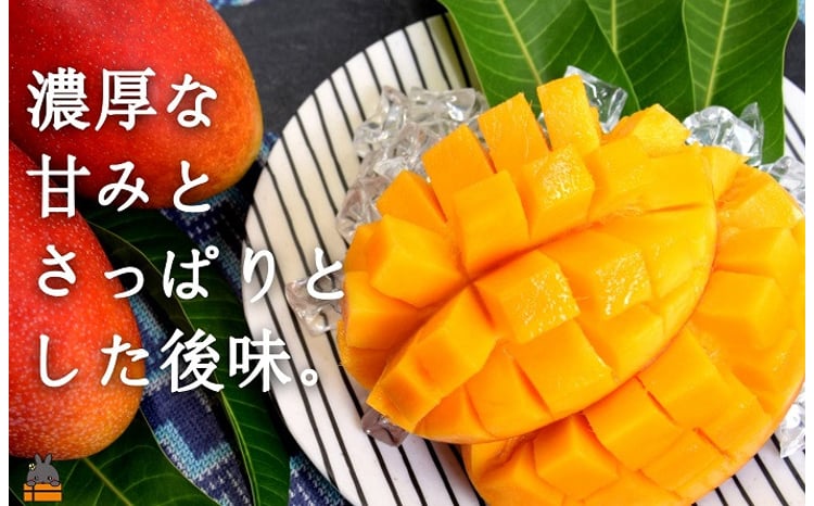 24 ≪2026年夏お届け！≫てぃだ（太陽）を浴びて育った徳之島産完熟