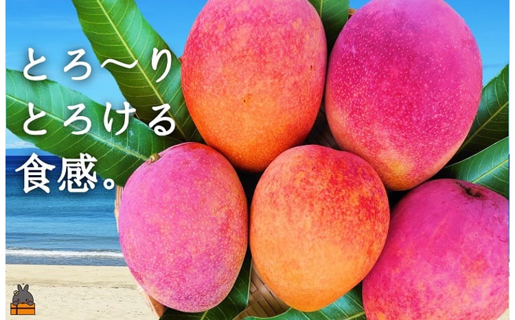 24 ≪2026年夏お届け！≫てぃだ（太陽）を浴びて育った徳之島産完熟