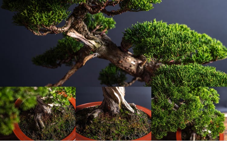 盆栽 翠松園 真柏 斜幹 樹齢50年 - 兵庫県加西市｜ふるさとチョイス