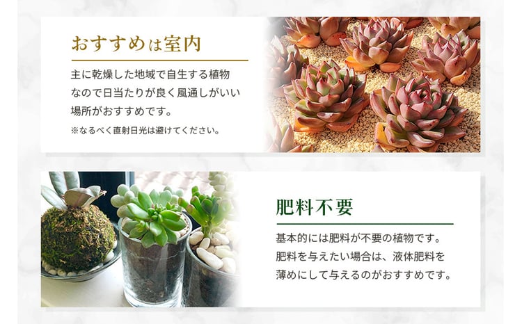 韓国多肉植物 抜き苗 アソート 選べる 5種類 10種類 詰め合わせ 多肉