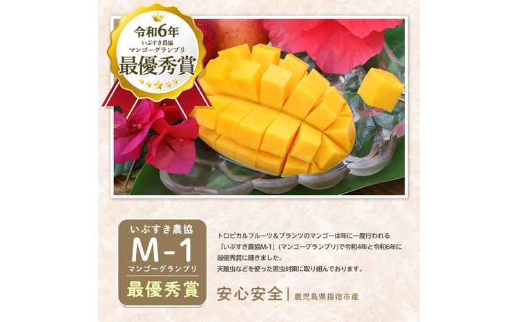 2026年 発送 先行予約】鹿児島県いぶすき産 温泉完熟マンゴー約1kg(T&P