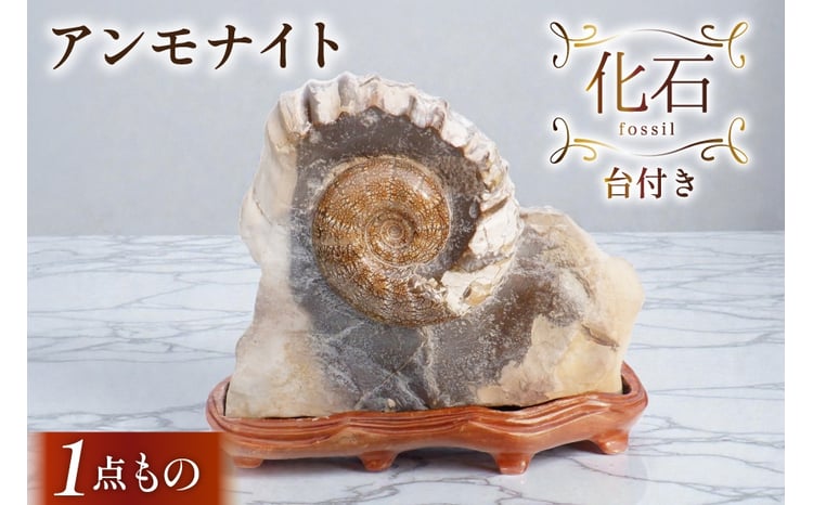 化石 アンモナイト 羽幌産 台付き [加藤樹石苑 北海道 歌志内市