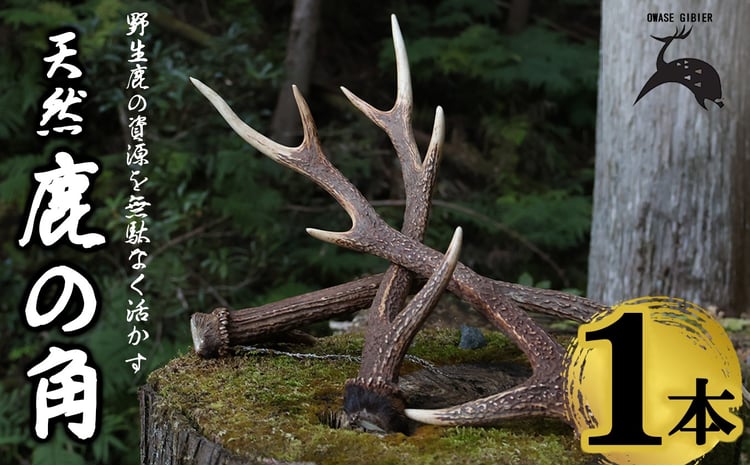 天然の鹿角 1本｜鹿の角 自然素材 天然 おしゃれ インテリア ランタン