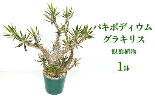 パキポディウム グラキリス 観葉植物 多肉植物 塊根植物 コーデックス