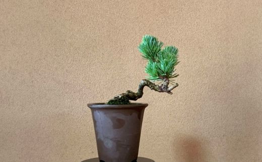 No.3062 吾妻五葉松 種から育てた樹齢7年素材・峰吾妻 接木 - 福島県