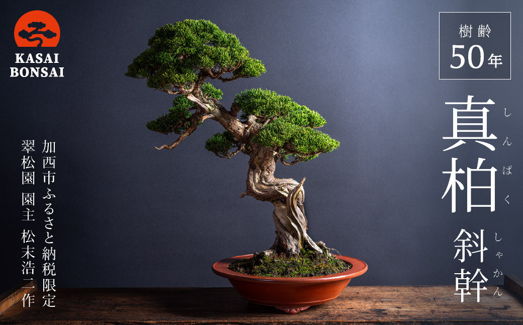 盆栽 翠松園 真柏 斜幹 樹齢50年 - 兵庫県加西市｜ふるさとチョイス