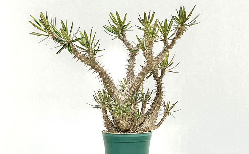 パキポディウム グラキリス 観葉植物 多肉植物 塊根植物 コーデックス