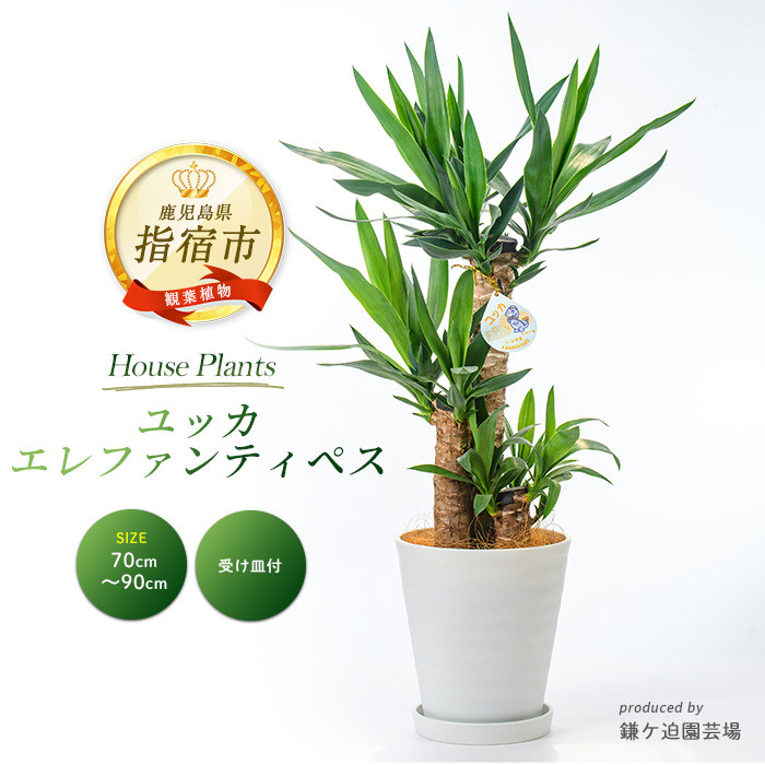 2026年3月上旬～発送【観葉植物】ユッカ・エレファンティペス70cm