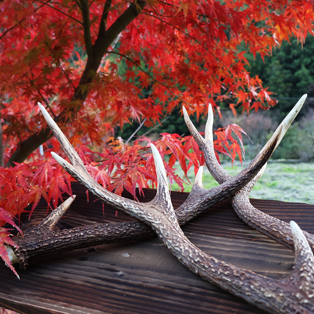 天然の鹿角 1本｜鹿の角 自然素材 天然 おしゃれ インテリア ランタン
