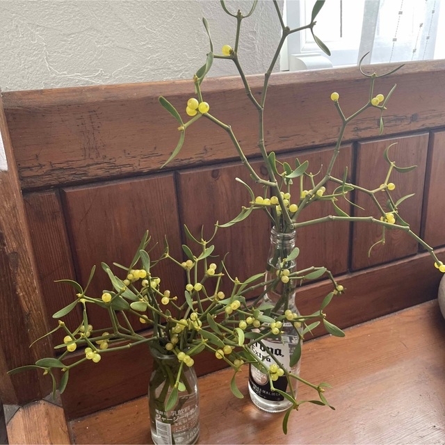 北海道ヤドリギ 宿木 希少 No. 17ヤドリギフライングリース メス実付き