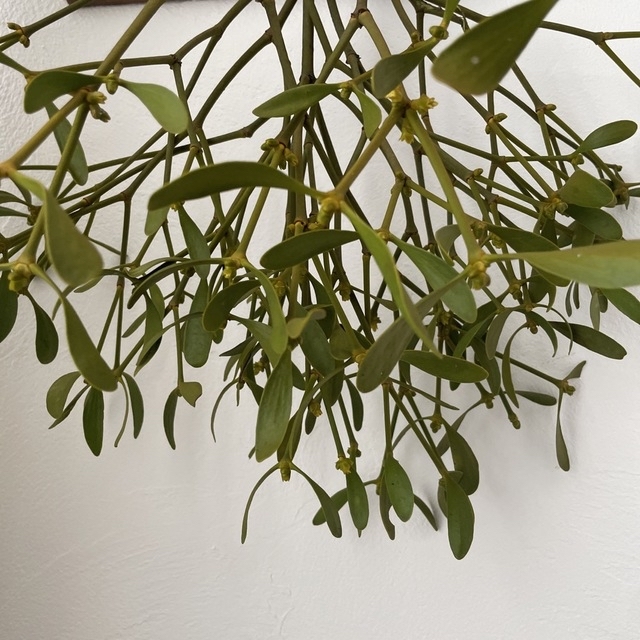 北海道ヤドリギ ヤドリギ 希少 No.29 フライングリース 縁起物の通販