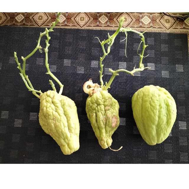 ハヤトウリ種 15個 ハヤトウリ 隼人瓜 種 4個 ※無農薬 1340g - メルカリ