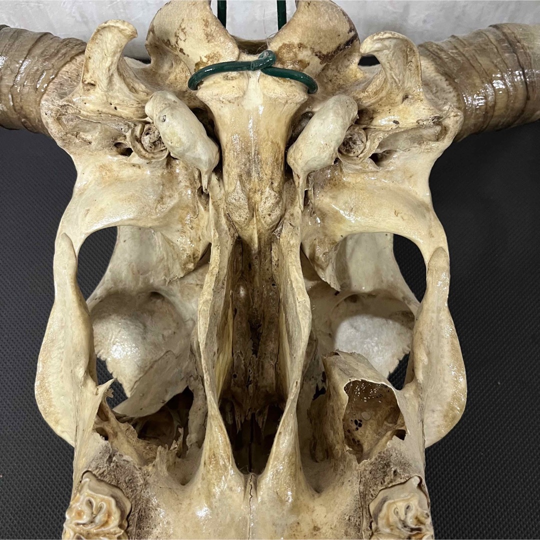 希少品 ヴィンテージ スカルヘッド バッファロースカルの通販 by