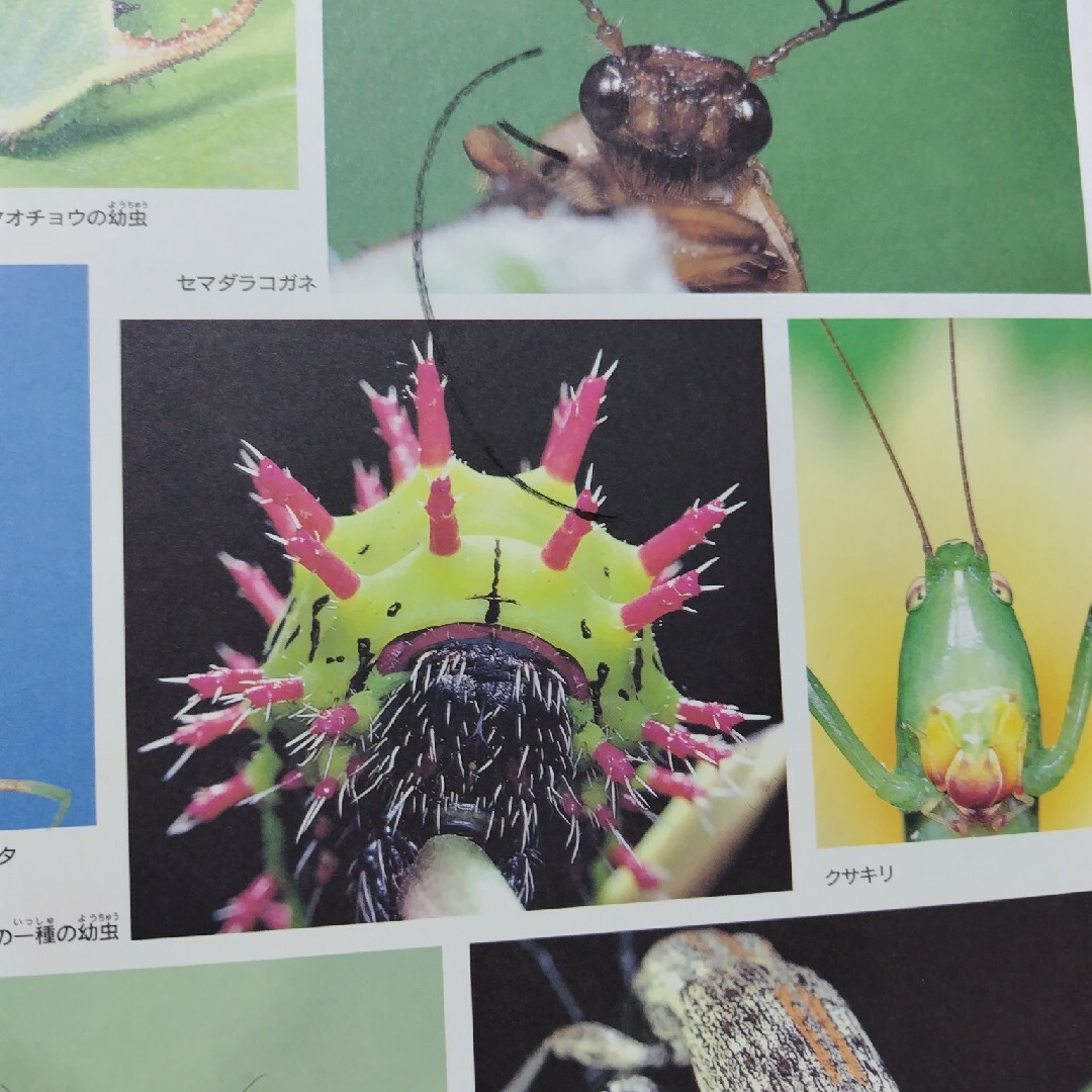 学研 - 学研の図鑑 昆虫の通販 by まさ's shop｜ガッケンならラクマ