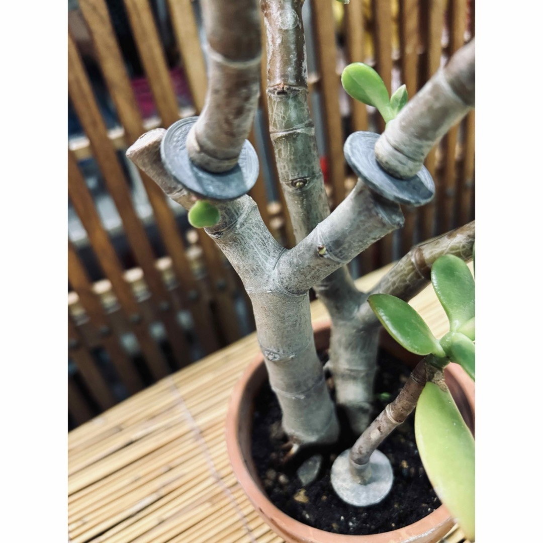 KANE➖0 金の成る木 5円玉 2個 挿入 の通販 by トニー's shop｜ラクマ