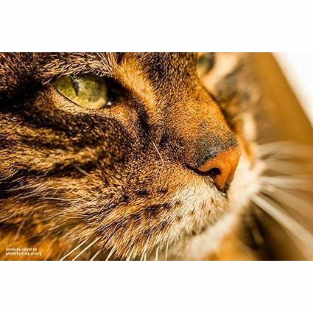 富士フイルム - 15248E ☆新品☆ レンズベビー 56mm F1.6 LENSBABYの