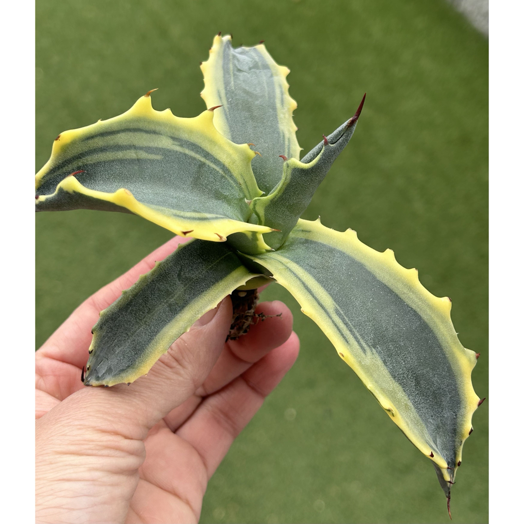 極上特選株】感謝祭！フェロックス錦⑨アガベ 極上株 根付きの通販 by