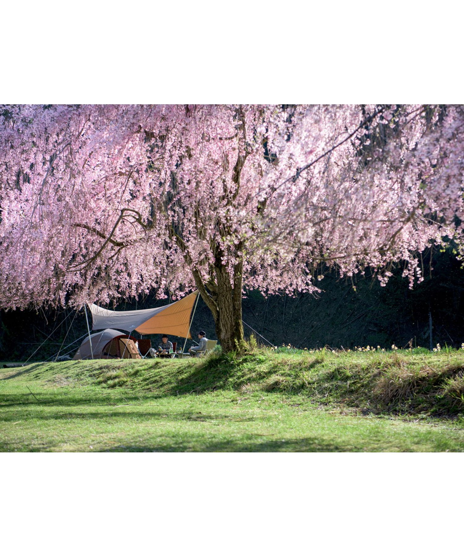 HDタープ“シールド”・ヘキサ（L）| スノーピーク(Snow Peak)