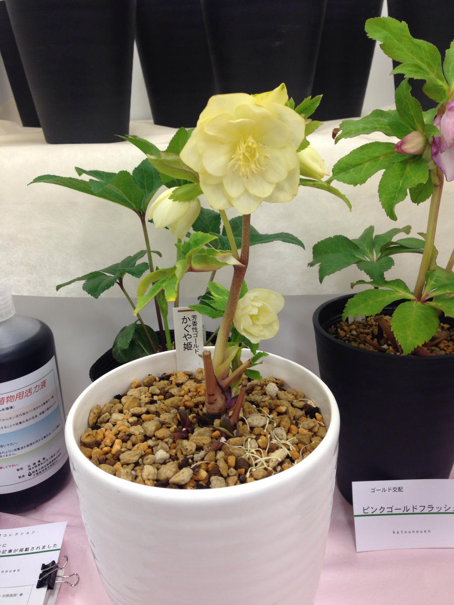 芳香性ゴールド'かぐや姫'加藤農園「第16回クリスマスローズの世界展