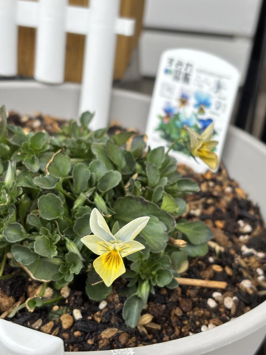 すみれ図鑑」のアルバム-みんなの趣味の園芸2607307