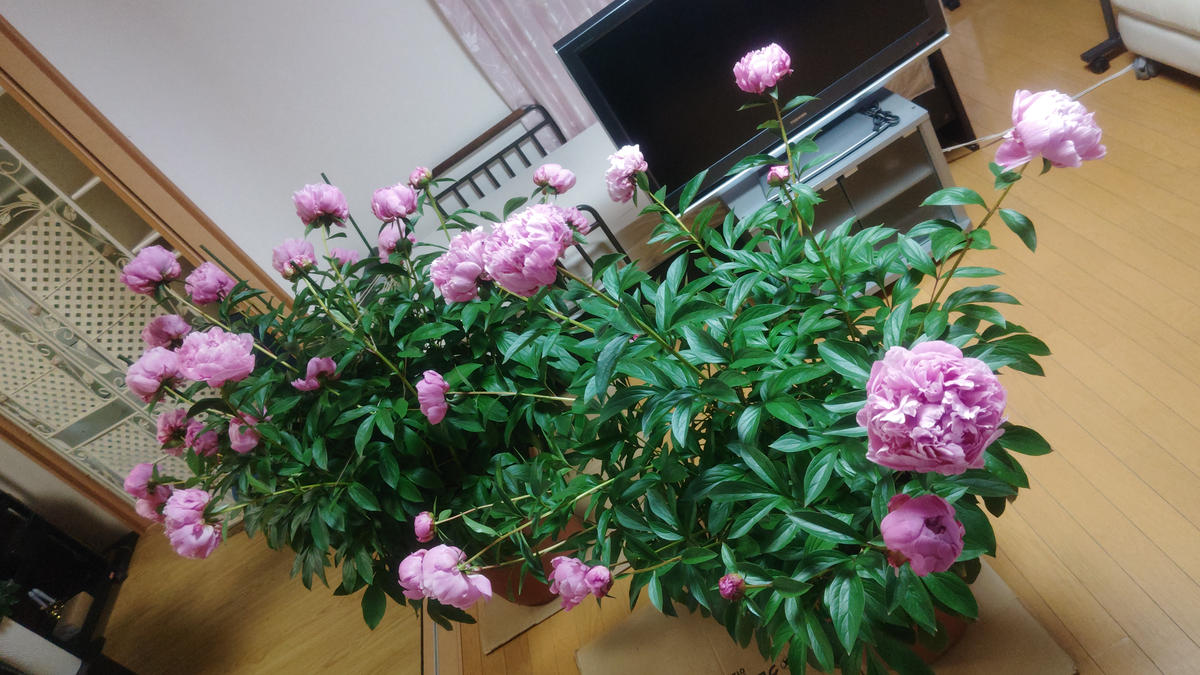 親が育てていた芍薬（シャクヤク）を3鉢引き継いで育てておりま