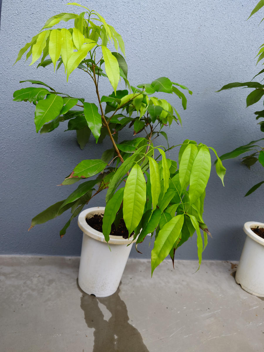 ライチ（玉荷包）を取り木苗から育てる part1｜そだレポ（栽培レポート