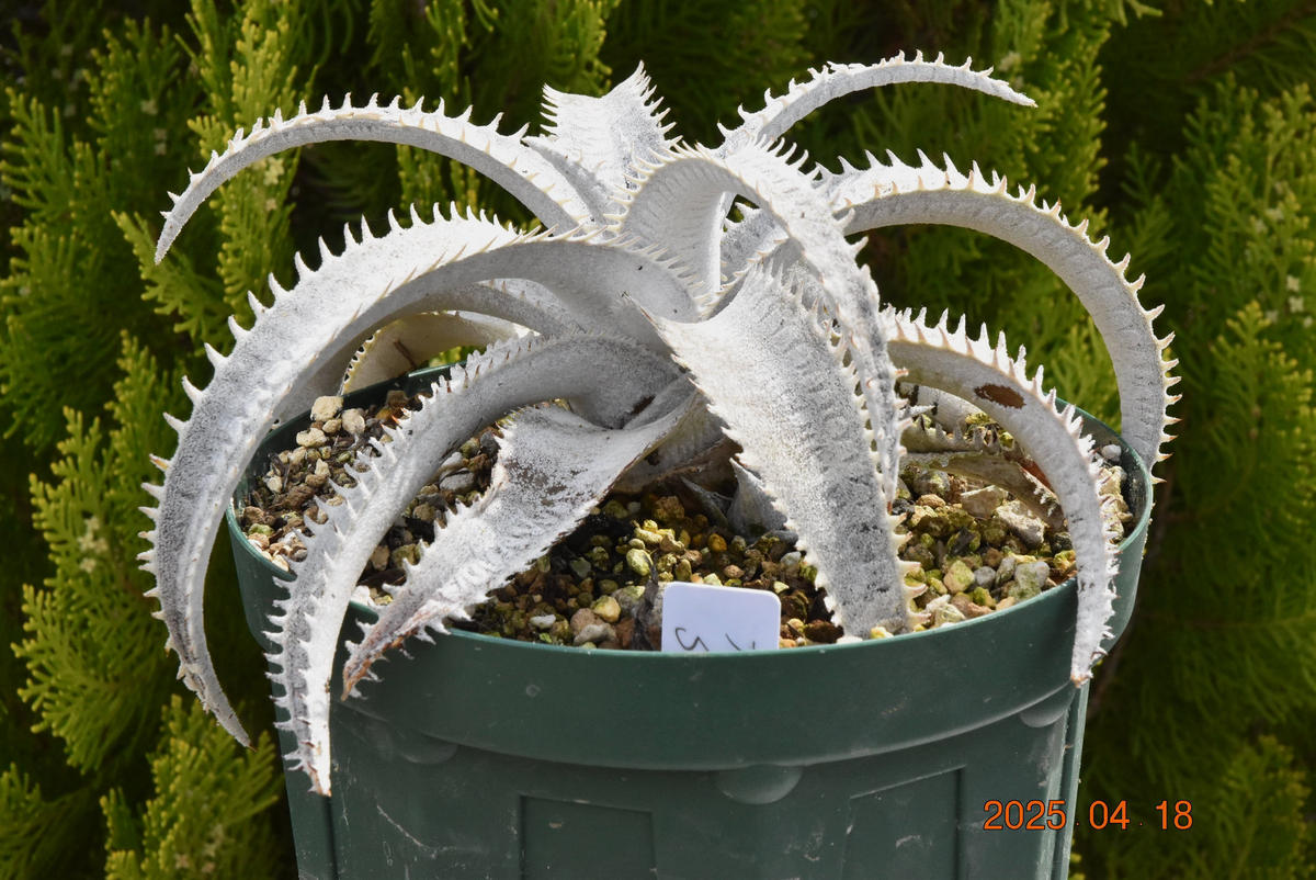 ディッキア・スノーシャーク｜園芸日記by鹿せんべい｜みんなの趣味の