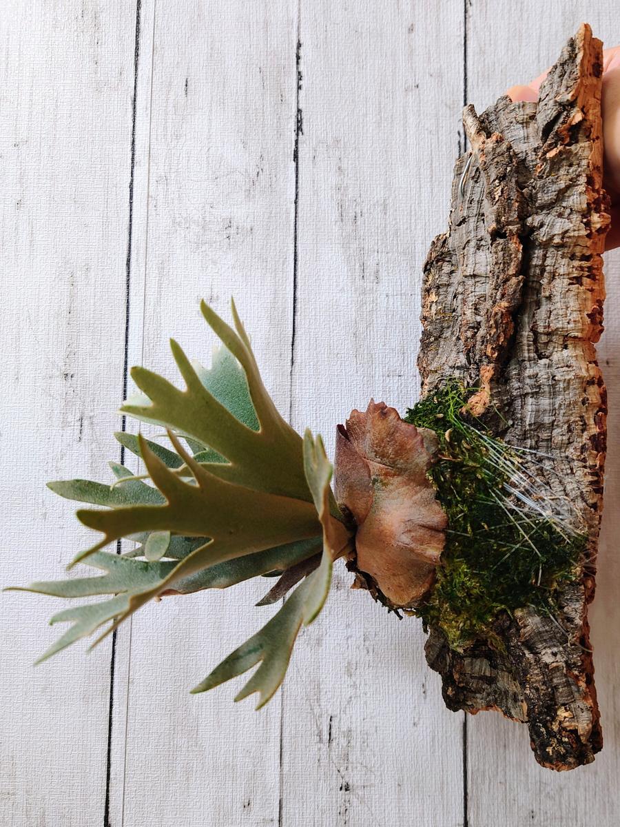 前へならえをし過ぎ？ビカクシダ・ウィリンキー・OMGスポアさん