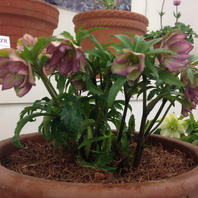 横山園芸「プチドールダブル」「第15回クリスマスローズの世界展」の