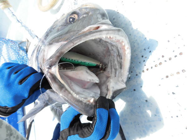 CARPENTER BC POPPER 60-130 POPPING LURE