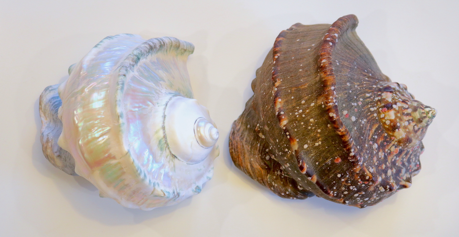 ヤコウガイ】漁師直送の夜光貝で貝殻磨きに挑戦したら､見事に沼に