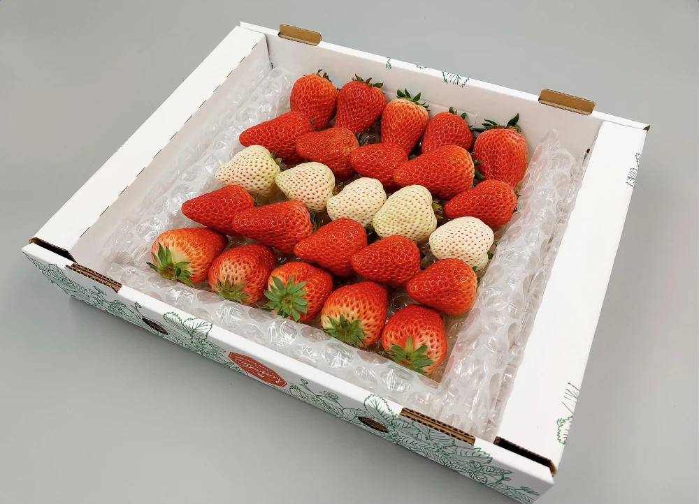 農家直送 とちおとめ 大粒いちご苗 100株セット とちおとめ 大粒いちご