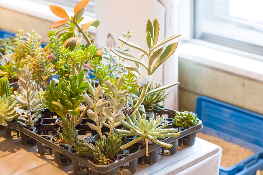 木箱に多肉植物を寄せ植えする石を配して、自然を切り取ったような景観