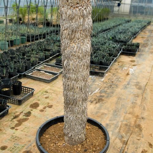 耐寒＆耐陰性］ユッカ ロストラータ・15号／HGPL-632 - ハワイアン