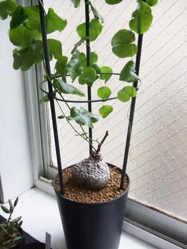 亀甲竜（アフリカ キッコウリュウ）5号 - 植物と暮らす m-plant