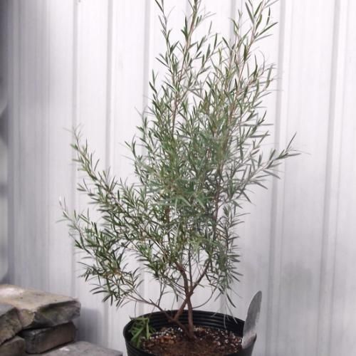 シルバーティーツリー 6号 - 植物と暮らす m-plant