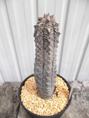 ユーフォルビア・アブデルクリ 4号 - 植物と暮らす m-plant