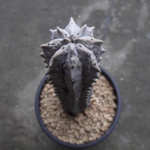 ユーフォルビア・アブデルクリ 3.5号 - 植物と暮らす m-plant