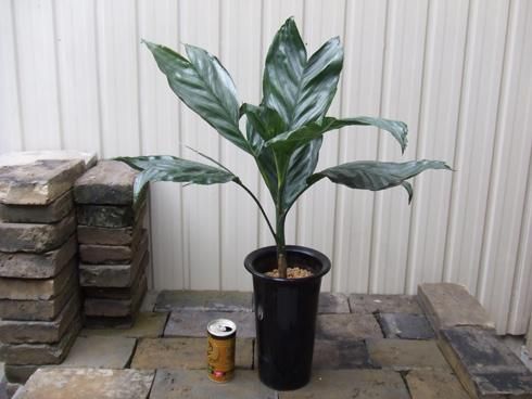 チャメドレア・テネラ - 植物と暮らす m-plant