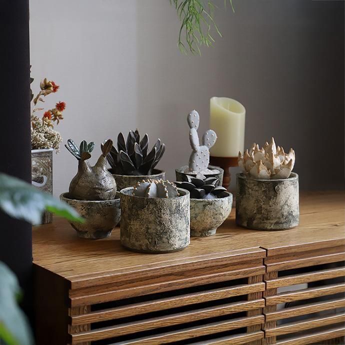 STUDIO. ZOK｜陶植セット ハオルチア コンプト - ハシュケ［hushykke］